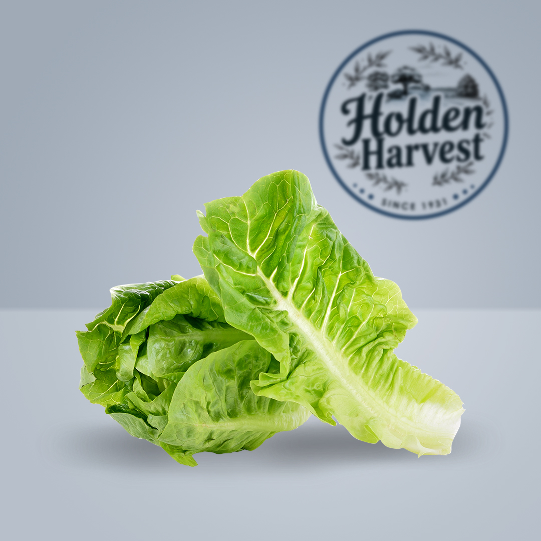 Romano lettuce